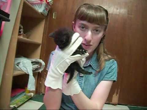 how to determine kitten age