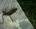 rata de la vlz