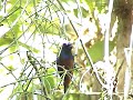 GATURAMO-FERRUGEM Euphonia pectoralis GATURAMO-FERRUGEM Euphonia pectoralis