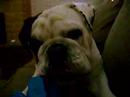 rocco mad at the camera