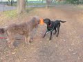 A Dog\
