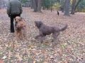 A Dog's Life
