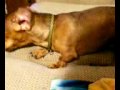 My dog Max and his bone