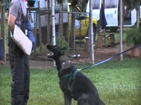 PERROS DE ATAQUE -