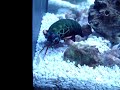 peacock mantis shrimp catching a ghost shrimp