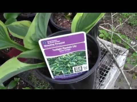 how to transplant a hosta