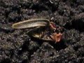 voracious photuris devours firefly prey