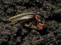 Voracious Photuris devours firefly prey
