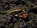 Voracious Photuris devours firefly prey