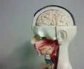 ANATOMIA - SISTEMA RESPIRATÓRIO ANATOMIA - SISTEMA RESPIRATÓRIO