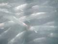 Boccie Boy Bait Tank Video 2