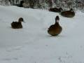 Ducks in Snow.MOV