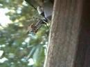 Mantis Eating a Wasp