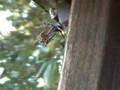 Mantis-Eating-a-Wasp