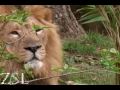 Lion Cubs - Keeper Interview