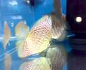 Discus Leopard