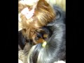 Yorkshire Terrier  - nasz mala, slodka Nesy