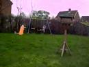 Weimaraner Max tiny puppy grey garden 1st outside