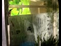 Нерест Суматранский барбус / Spawning Puntius tetrazona