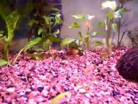 killifish