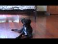 videos de Perlas Chuchis