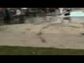 videos de Canine Pool Day