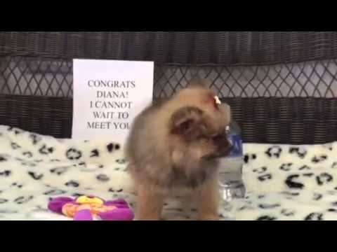 Precious, cotton ball Pom-a-poo female