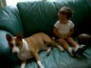 Basenji