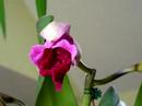 one of my new orchids opening, isnt it perty lol