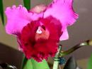 one of my new orchids opening, isnt it perty lol