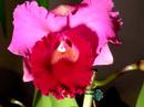 one of my new orchids opening, isnt it perty lol
