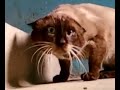 Это самый странный кот и оператор на свете