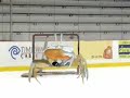 crab in the crease