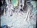 cog lus tsis nrog lus  hunting  part 2