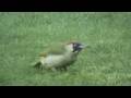 videos de A Green Woodpecker In My Garden