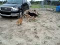 2009-05-26 | 3 dogs playing again ~> an afghan hound, a shepherd and a corgi playing. ... "dogs germen shepherd" corgi "afghan hound" ...  (1:27)