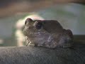 Frog Talks About Global Warming