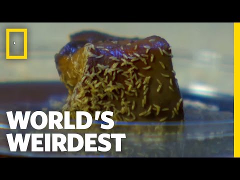 Maggot Mania | World's Weirdest