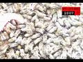 Waggle Dance