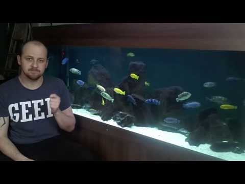 cichlid - SUBSCRIBE - http://goo.gl/1OeGu Website - http://africancichlidhub.com/ Facebook - https://www.facebook.com/bolly12345 Twitter - https://twitter.com/bolly_1...