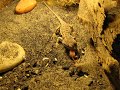 pogona vitticeps