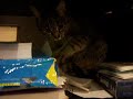 Cat and paper Cat and paper