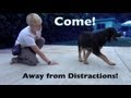 Come when called with distractions- clicker dog training