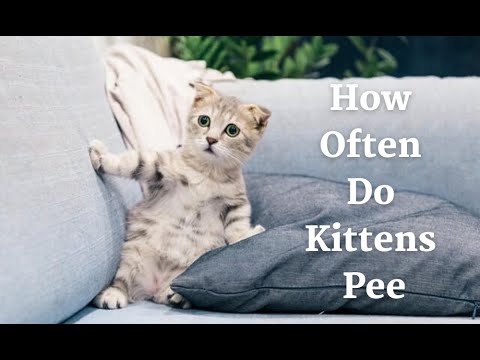 How Often Do Kittens Pee