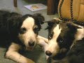My 2 Border Collies Being Silly