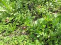 La avispa  Campsoscolia Ciliata apareándose  con la orquidea Especulum o Espejo de Venus, en un campo cerca de Arcos de la Frontera. Habían cientos de estas  avispas  y varias clases de orquideas.