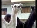 Ticklish Camel