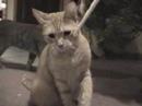 Caturday 12/08/07 - Hatred for Straws