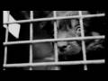 Adoptar