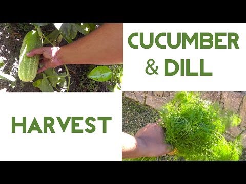 how to harvest dill weed
